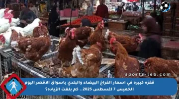 قفزة كبيرة في أسعار الفراخ البيضاء والبلدي بأسواق الأقصر اليوم الخميس 7 أغسطس 2025.. كم بلغت الزيادة؟